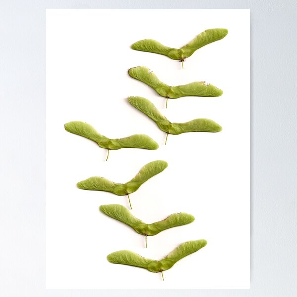 Item preview, FALLING SLOWLY  designed and sold by m e l a n i a e m m a.
