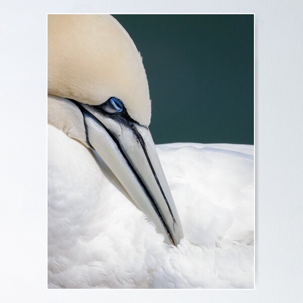 Item preview, Gannet designed and sold by photobytableau.