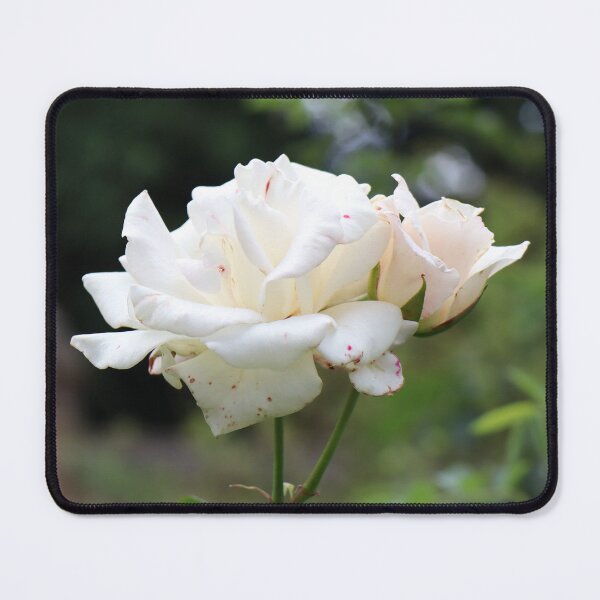 Item preview, White rose designed and sold by FallenTrickster.