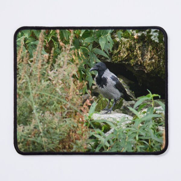 Item preview, Secret place to be. Hooded crow designed and sold by Jouko Lehto Photography.