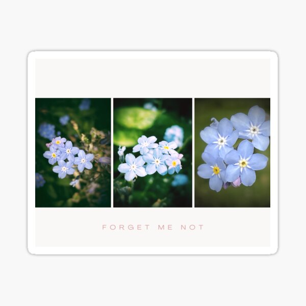 Forget Me Nots Sticker
