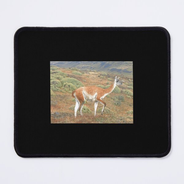 Item preview, Guanaco in Torres del Paine 	 designed and sold by drzgnpyu84.