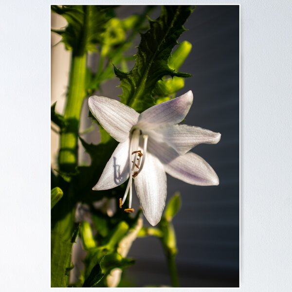 Item preview, Velvet Flowers designed and sold by ZachCaraway.