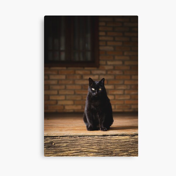 Item preview, gato preto sentado com parede de tijolos ao fundo designed and sold by Bruno Mattos.