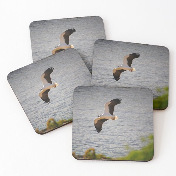 Item preview, white-bellied sea eagle. bicheno, eastcoast tasmania designed and sold by bodhiimages.