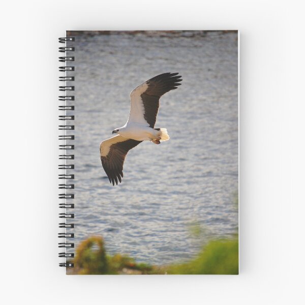 Artikelvorschau, Weißbauch-Seeadler. Bicheno, Ostküste Tasmaniens entworfen und verkauft von bodhiimages.