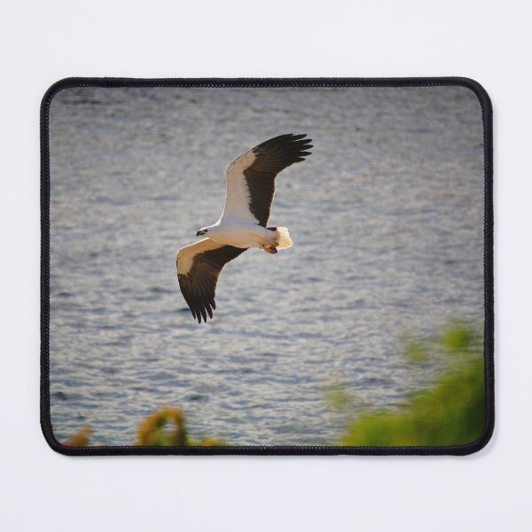 Item preview, white-bellied sea eagle. bicheno, eastcoast tasmania designed and sold by bodhiimages.