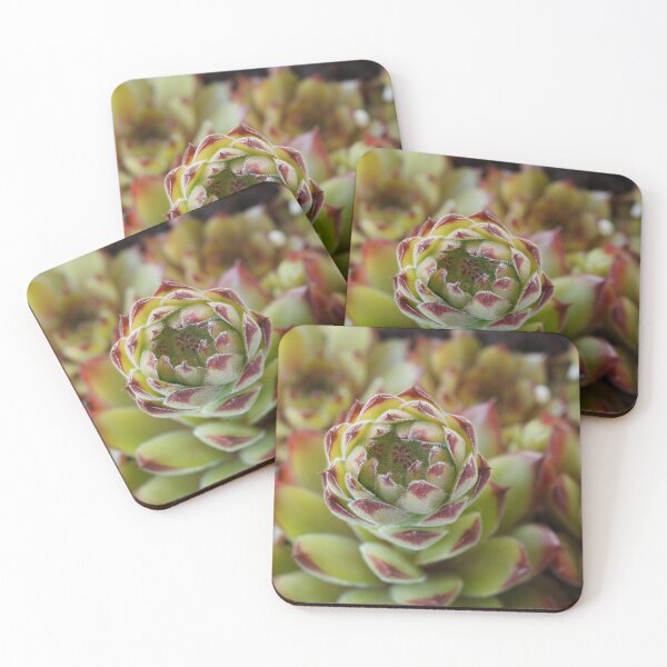 Item preview, Sempervivum  'Bernstein'  Houseleek   designed and sold by Chris Burrows.