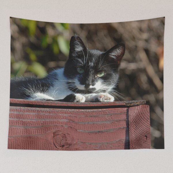 Item preview, Green Eye Cat Resting On Redwood Patio Roof designed and sold by DEC02.