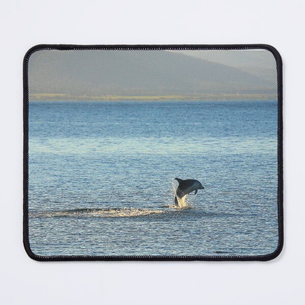 Item preview, resident bottlenose dolphin. waubs bay, bicheno, eastcoast tasmania. designed and sold by bodhiimages.