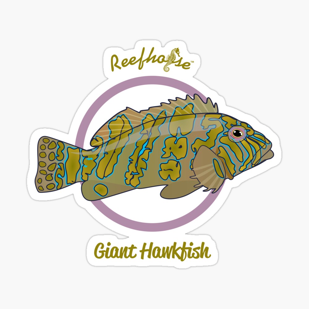 Giant Hawkfish