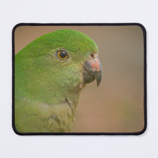 Item preview, Queen Parrot? designed and sold by CBoyle.