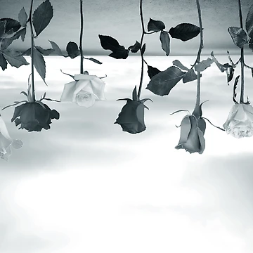 Artwork thumbnail, Inverted Roses by LoraSi