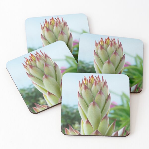 Item preview, Sempervivum  'Bernstein'  Houseleek  designed and sold by Chris Burrows.