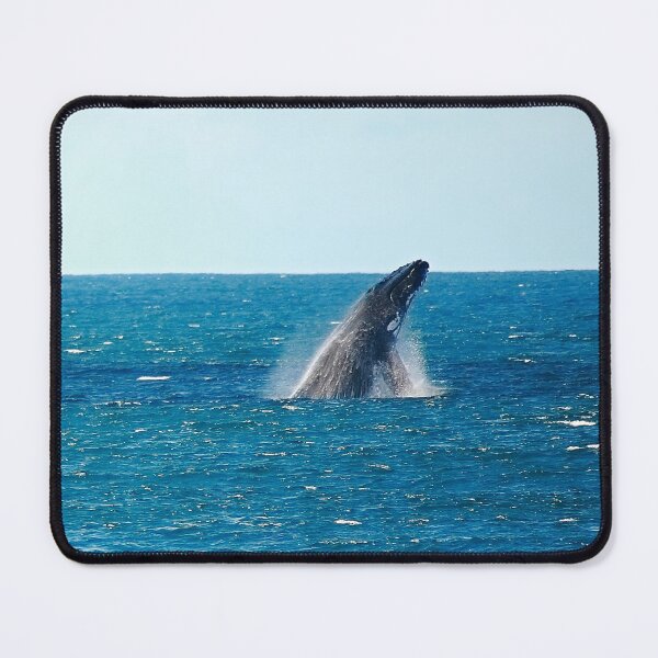 Item preview, humpback breach. bicheno, eastcoast tasmania designed and sold by bodhiimages.