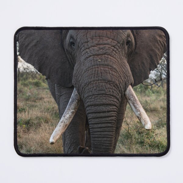 Item preview, Big elefant in Africa designed and sold by kjewikarn.