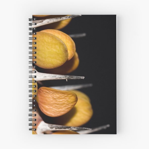 Item preview, Alluaudia procera (Madagascar ocotillo) designed and sold by Antonio Pizarro Mendez.
