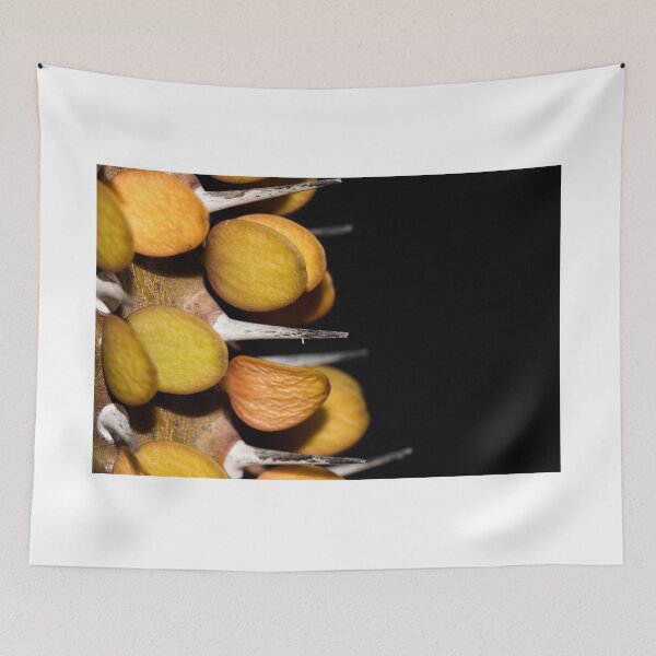 Item preview, Alluaudia procera (Madagascar ocotillo) designed and sold by Antonio Pizarro Mendez.