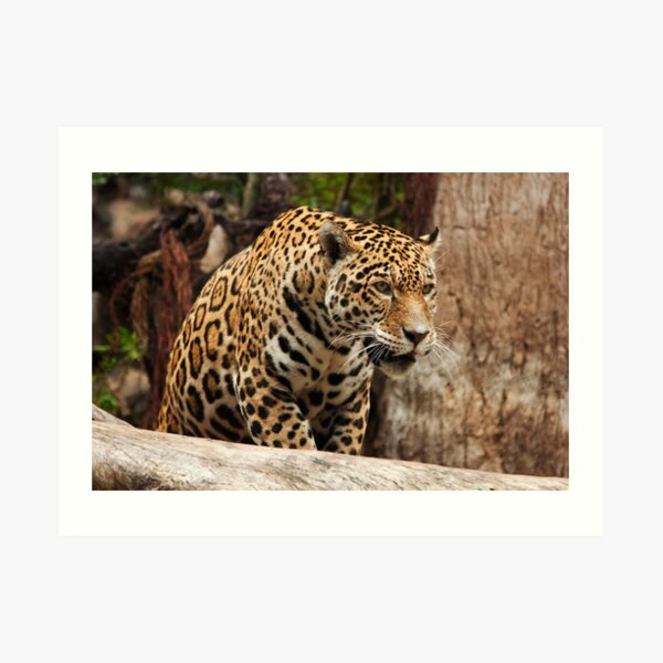 Ready to Pounce Art Print