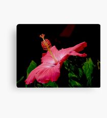 Red Hibiscus Canvas Print