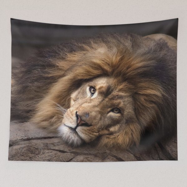 Item preview, Lion relaxing designed and sold by MvMeer.