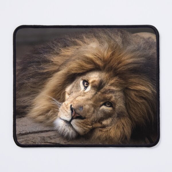 Item preview, Lion relaxing designed and sold by MvMeer.
