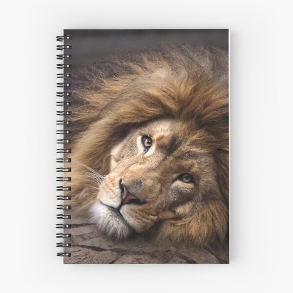 Item preview, Lion relaxing designed and sold by MvMeer.