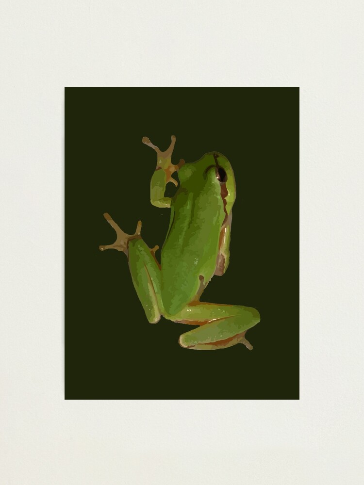 Portrait cute, tiny green tree frog stock photo (187337