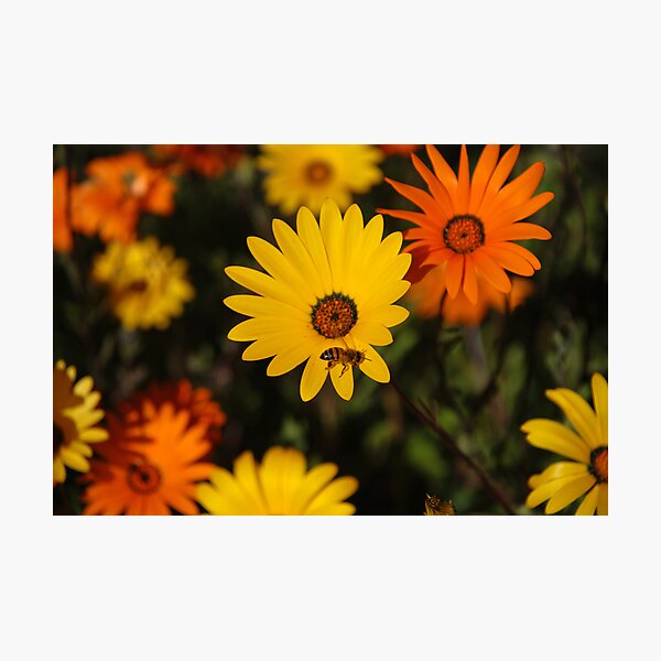 Item preview, Early Spring designed and sold by Barbara Manis.