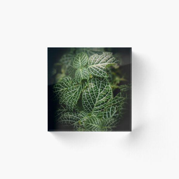 Item preview, Mitchell Park Domes Leaves designed and sold by Nick Caldwell.