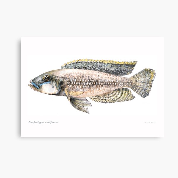 Item preview, Lamprologus callipterus - Lake Tanganyika cichlid designed and sold by sarahmarkes.