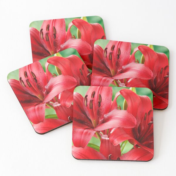 Item preview, Lilium  'Blackout'  Lily  Asiatic lily   designed and sold by Chris Burrows.