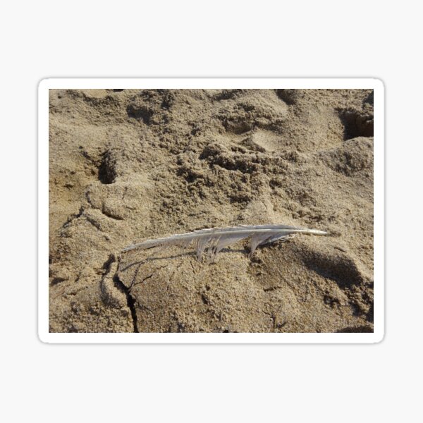 Item preview, Seagull feather on the sand designed and sold by walterfest.