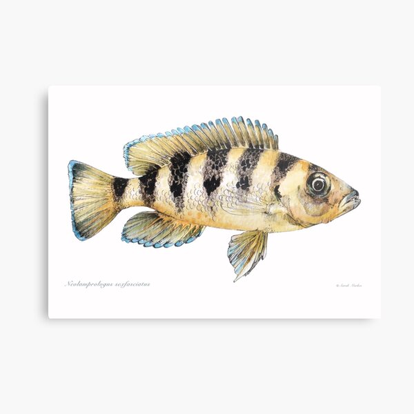 Item preview, Neolamprologus sexfasciatus designed and sold by sarahmarkes.