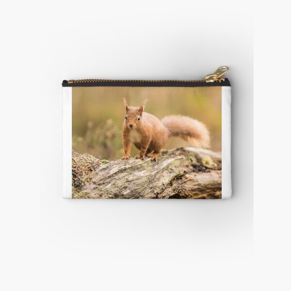 Aperçu de l'œuvre Red Squirrel créée et vendue par kt-photography.