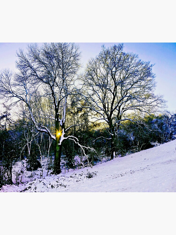 Winter Sunlight by ScenicViewPics