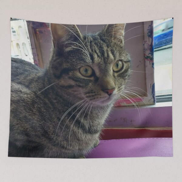 Item preview, #301 |☼| Tabby Cat: Portrait Shot - Catisfaction Cat Café (Cats) designed and sold by Naean H.F. (Nez Man).
