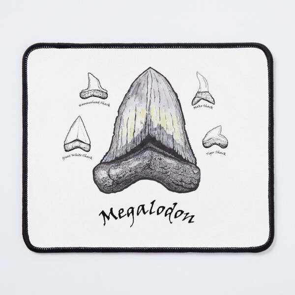 Item preview, Megalodon and other sharks: tooth size comparison designed and sold by wademcmillan.