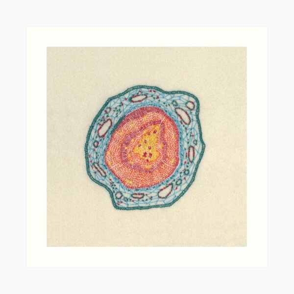 Growing - Pinus 2 - embroidery of plant cells Art Print