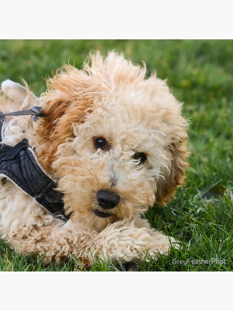 cockapoo pillow