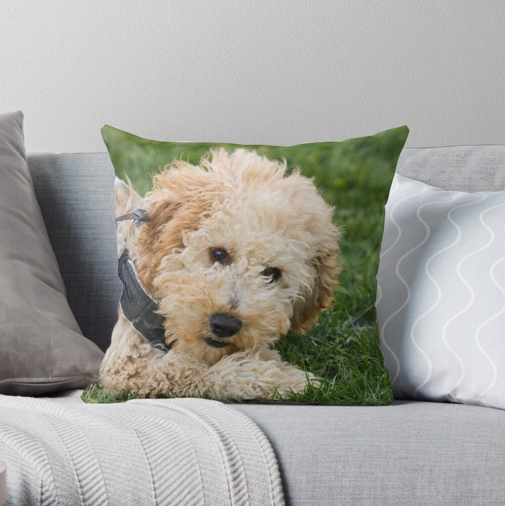 cockapoo pillow