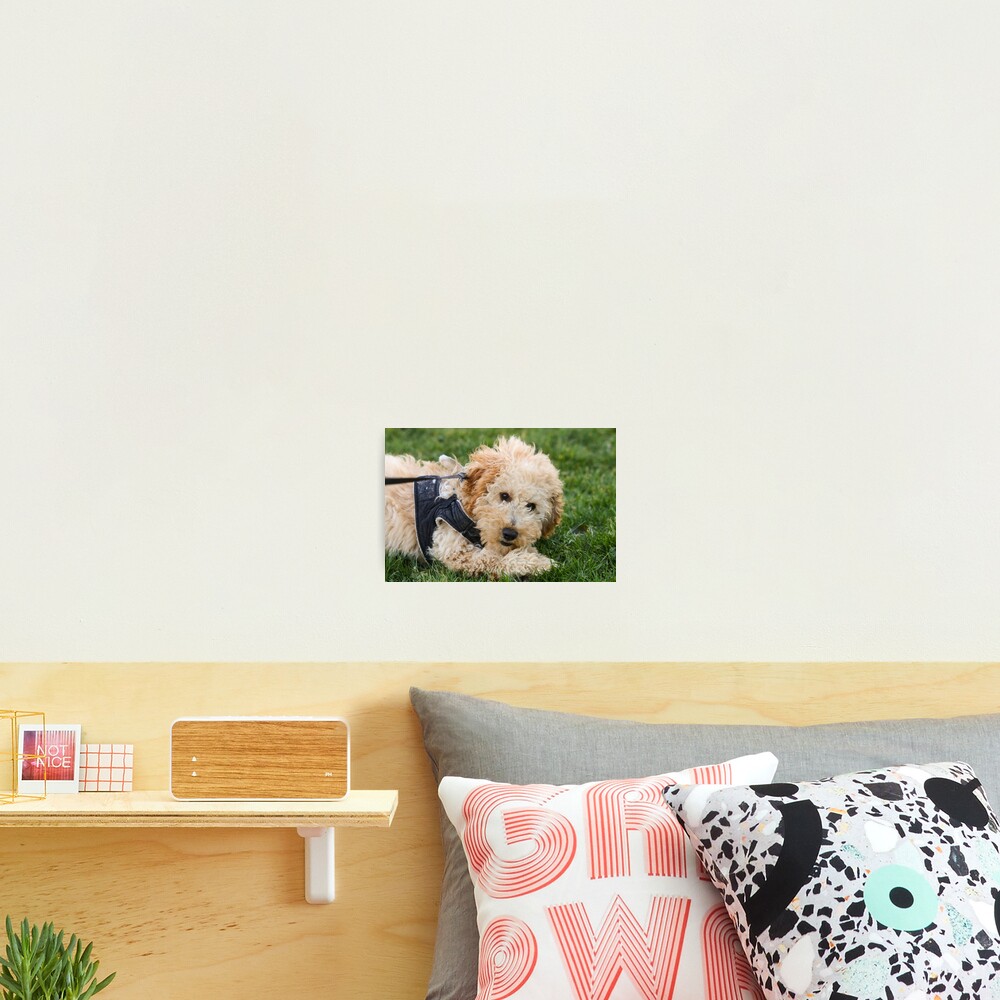 Item preview, Photographic Print designed and sold by GreyFeatherPhot.