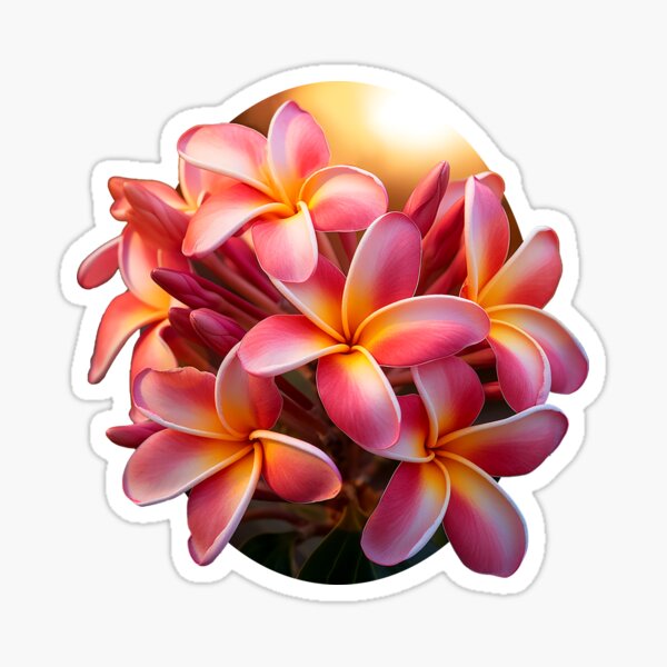 Plumeria Sunset Sticker