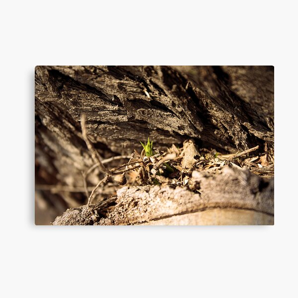 New Life Canvas Print
