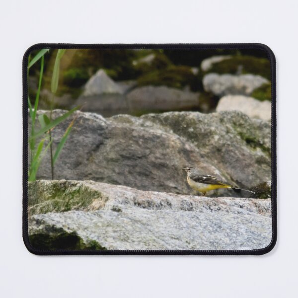 Item preview, Grey wagtail on the rocks designed and sold by Jouko Lehto Photography.