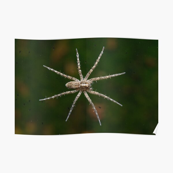 Tiny Water Spider Poster