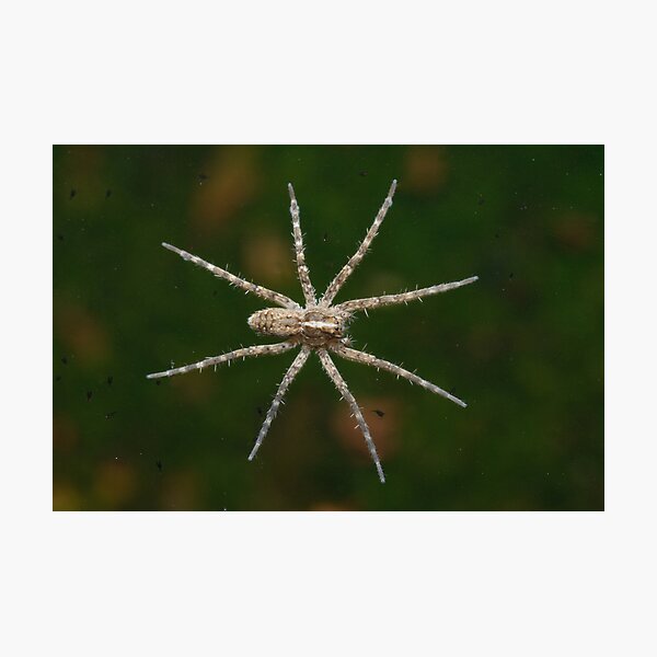 Tiny Water Spider Photographic Print