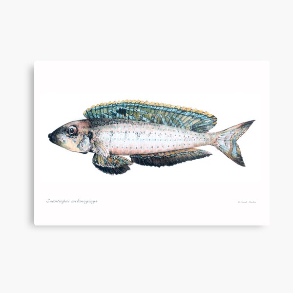 Item preview, Enantiopus melanogenys cichlid designed and sold by sarahmarkes.