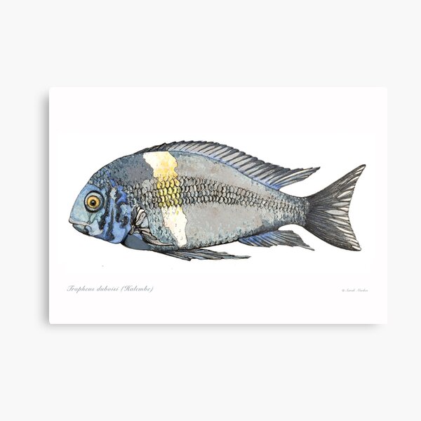 Item preview, Tropheus duboisi (Halembe) designed and sold by sarahmarkes.