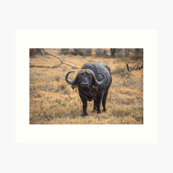 Item preview, Kenya. Lake Nakuru National Park. Cape Buffalo. designed and sold by vadim19.